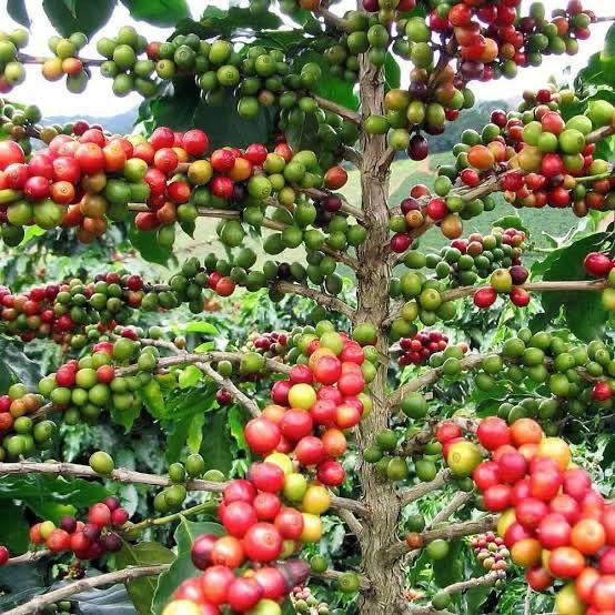 Coffee Harvest